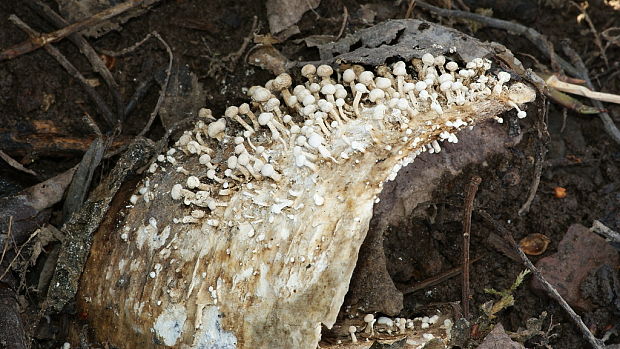 rohovinovka obyčajná Onygena equina (Willd.) Pers.