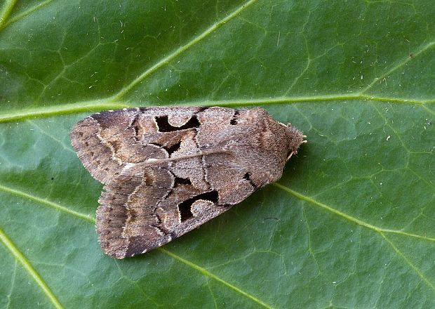 mora ovocná Orthosia gothica