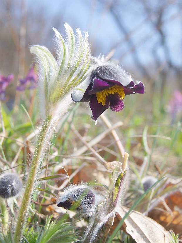 poniklec Pulsatilla sp.