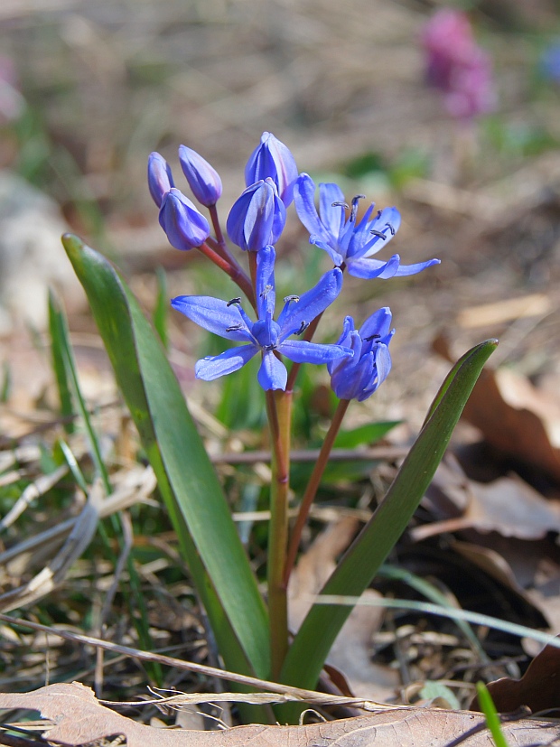 scila Scilla drunensis subsp. spetana