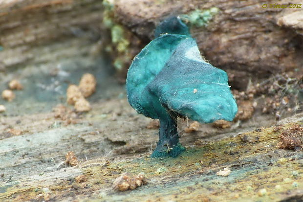 zelenica Chlorociboria sp.