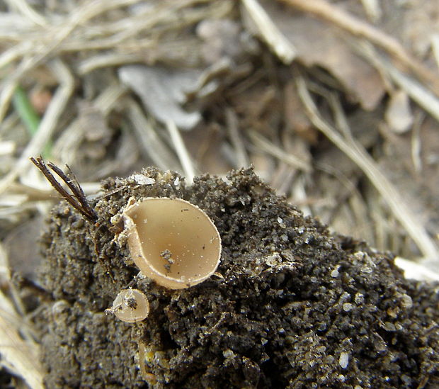 jahňadka obyčajná Ciboria amentacea (Balb.) Fuckel.