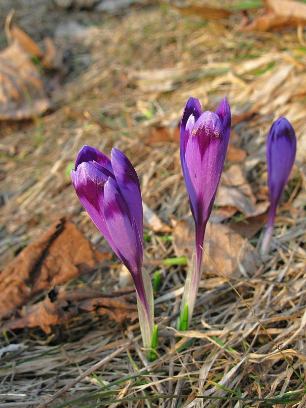 šafran spišský Crocus discolor G. Reuss