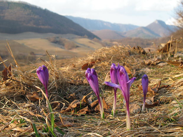 šafran spišský Crocus discolor G. Reuss