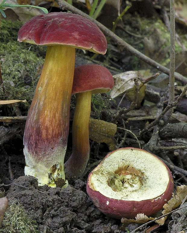 suchohríb karmínový Hortiboletus rubellus (Krombh.) Simonini, Vizzini & Gelardi