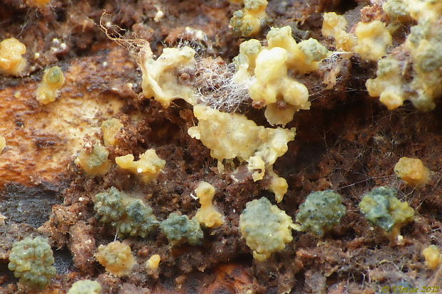 ponorenec Hypocrea sp.