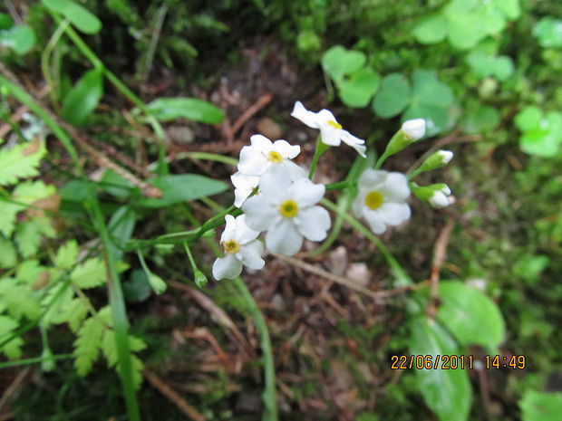 nezábudka lesná Myosotis sylvatica Ehrh. ex Hoffm.