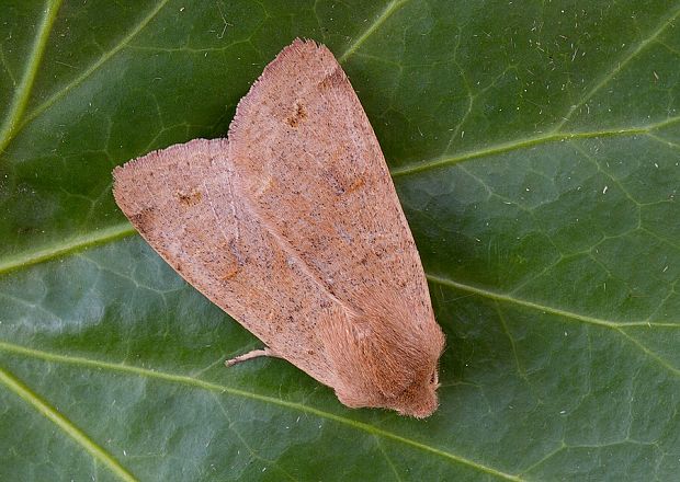 mora hájová Orthosia munda