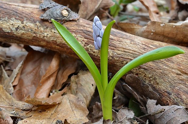 scila dvojlistá Scilla bifolia agg. L.