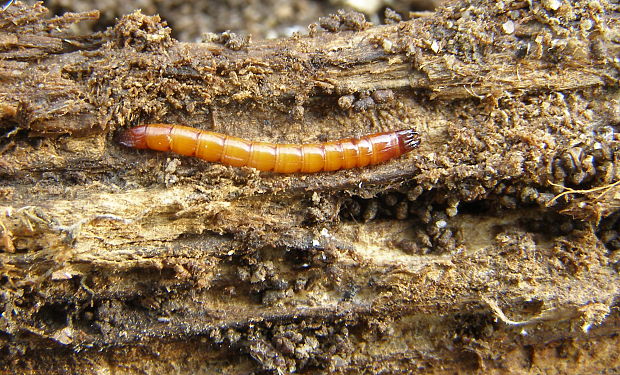 larva,drátovec čeľaď Elateridae,kováčiky