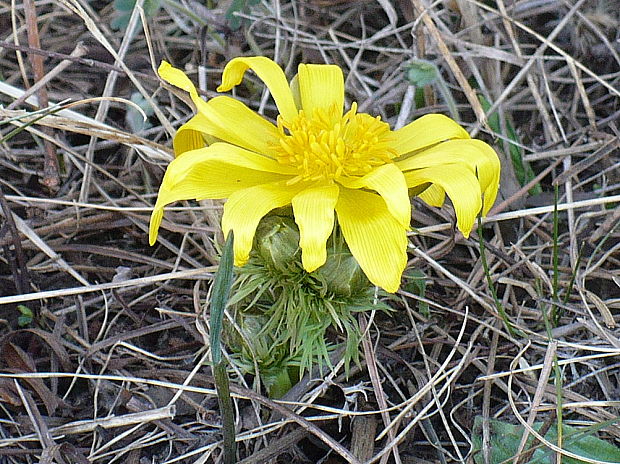 hlaváčik jarný Adonis vernalis L.