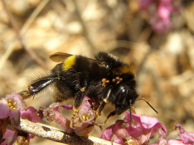 čmeľ zemný Bombus terrestris