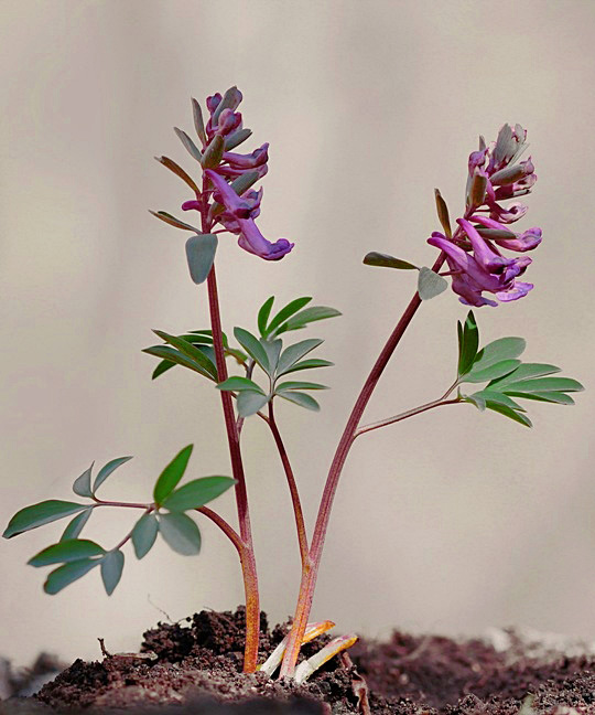 chochlačka dutá Corydalis cava (L.) Schweigg. et Körte