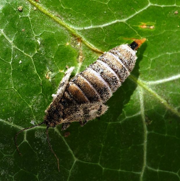 zdobka vŕbová Dasystoma salicella Hübner,1796