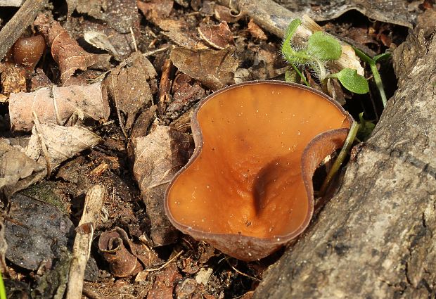 hľuznatka veternicová Dumontinia tuberosa (Bull.) L.M. Kohn