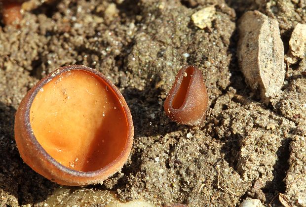 hľuznatka veternicová Dumontinia tuberosa (Bull.) L.M. Kohn