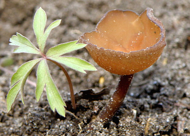 hľuznatka veternicová Dumontinia tuberosa (Bull.) L.M. Kohn