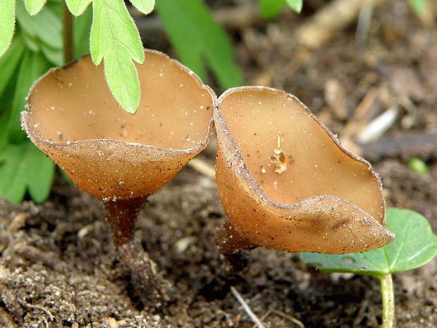 hľuznatka veternicová Dumontinia tuberosa (Bull.) L.M. Kohn