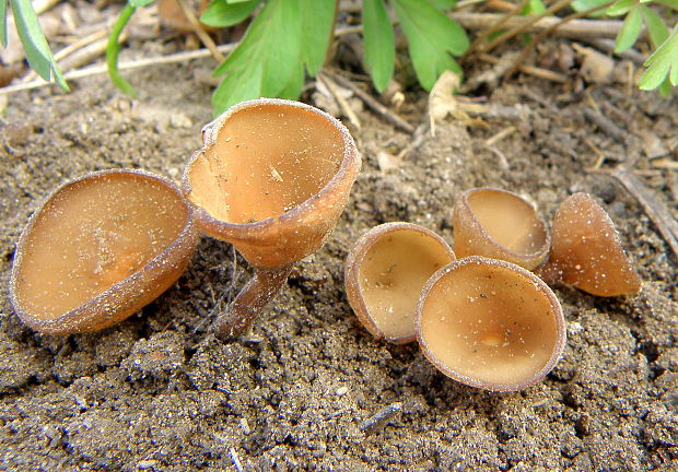 hľuznatka veternicová Dumontinia tuberosa (Bull.) L.M. Kohn