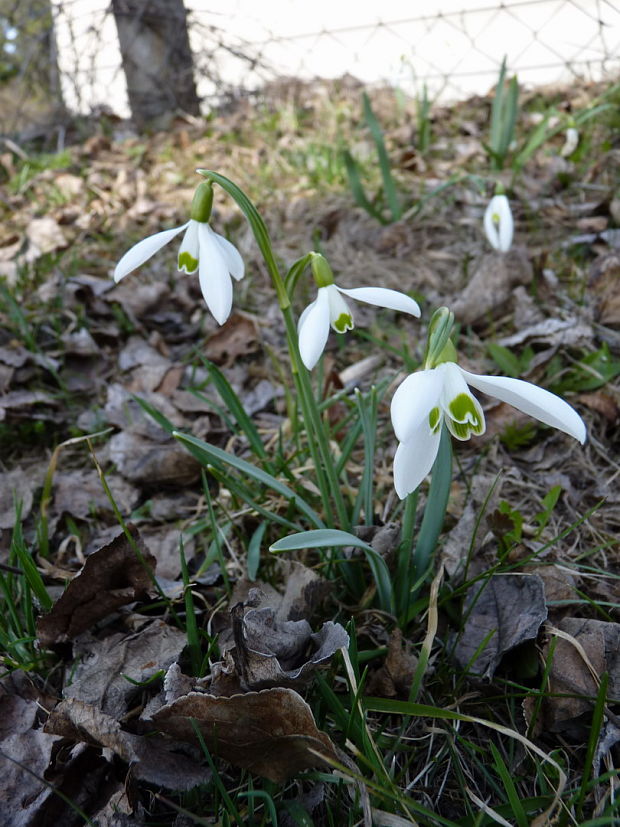 snežienka jarná Galanthus nivalis L.