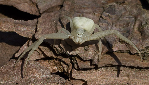 kvetárik dvojtvarý Misumena vatia