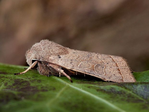 mora lipová Orthosia cerasi Fabricius, 1775