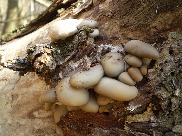 hliva ustricovitá Pleurotus ostreatus (Jacq.) P. Kumm.