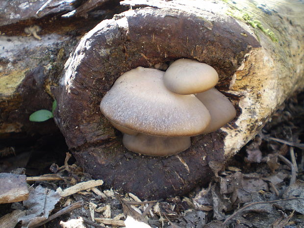 hliva ustricovitá Pleurotus ostreatus (Jacq.) P. Kumm.