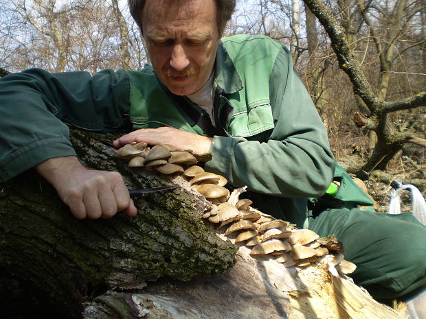 hliva ustricovitá Pleurotus ostreatus (Jacq.) P. Kumm.