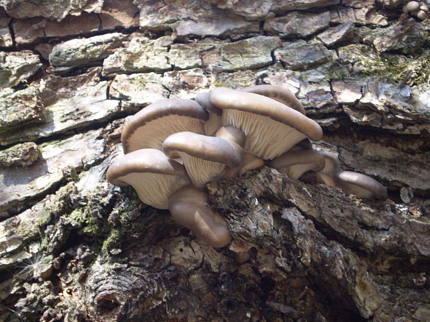 hliva ustricovitá Pleurotus ostreatus (Jacq.) P. Kumm.