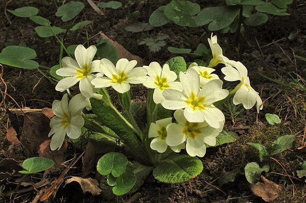 prvosienka bezbyľová Primula acaulis (L.) L.