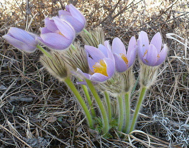 poniklec veľkokvetý Pulsatilla grandis Wender.