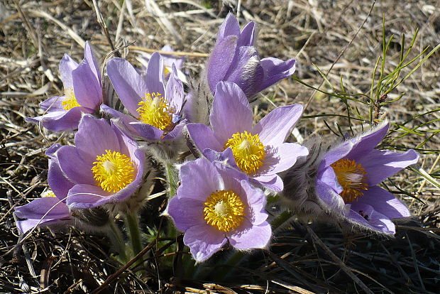 poniklec veľkokvetý Pulsatilla grandis Wender.