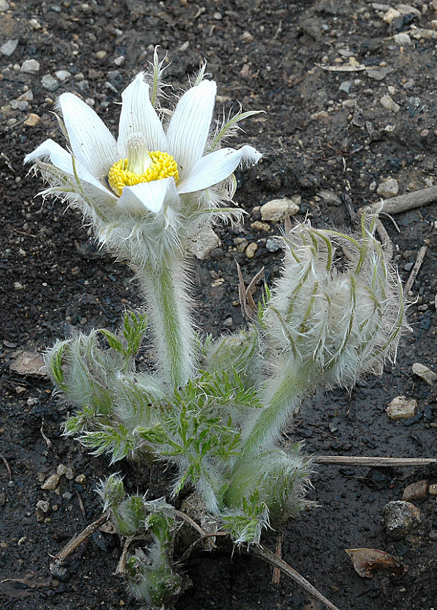 poniklec obyčajný Pulsatilla vulgaris Mill.