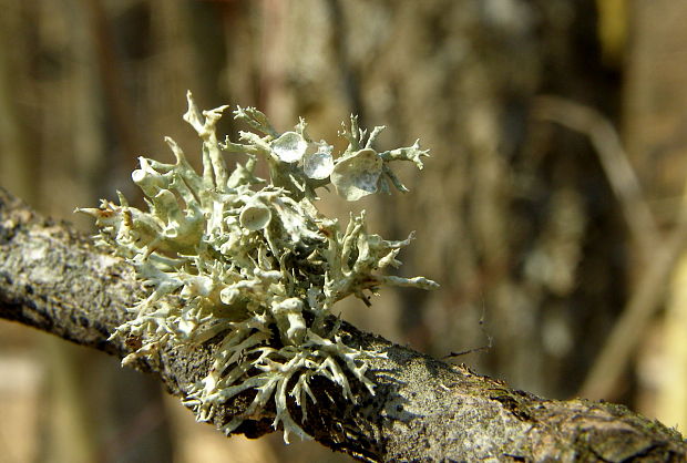 stužkovec topolový Ramalina fastigiata