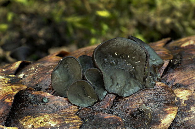 jahňadka smreková Rutstroemia bulgarioides (P. Karst.) P. Karst.