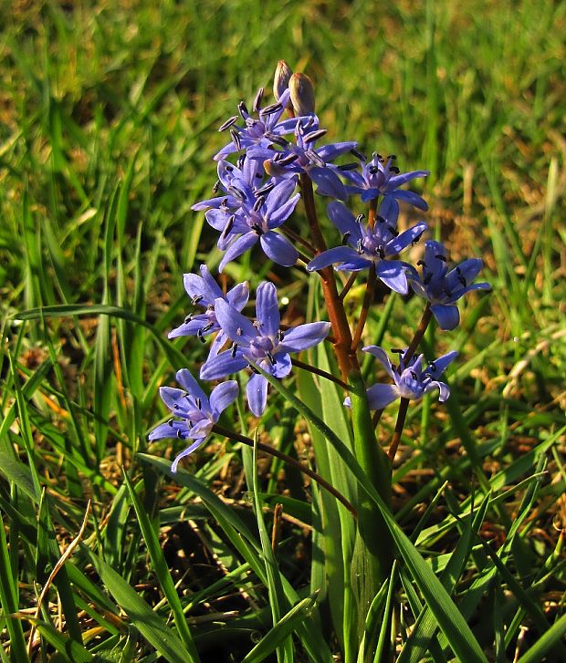 scila viedenská Scilla vindobonensis Speta