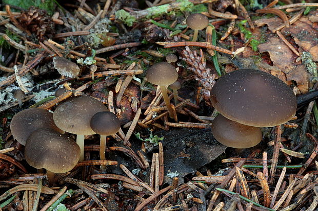 peniazočka smreková Strobilurus esculentus (Wulfen) Singer