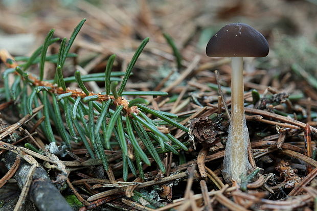 peniazočka smreková Strobilurus esculentus (Wulfen) Singer