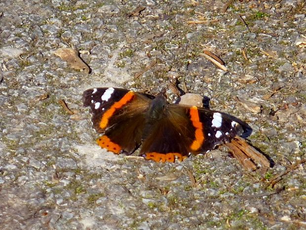 babôčka admirálska Vanessa atalanta