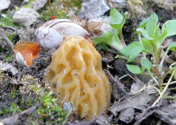 smrčkovec český Verpa bohemica (Krombh.) J. Schröt.