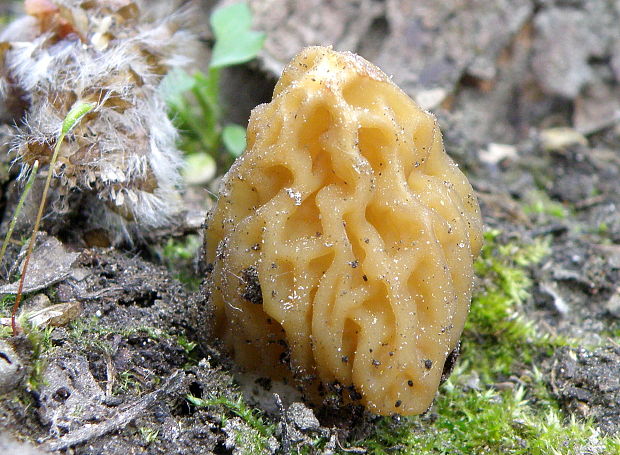 smrčkovec český Verpa bohemica (Krombh.) J. Schröt.