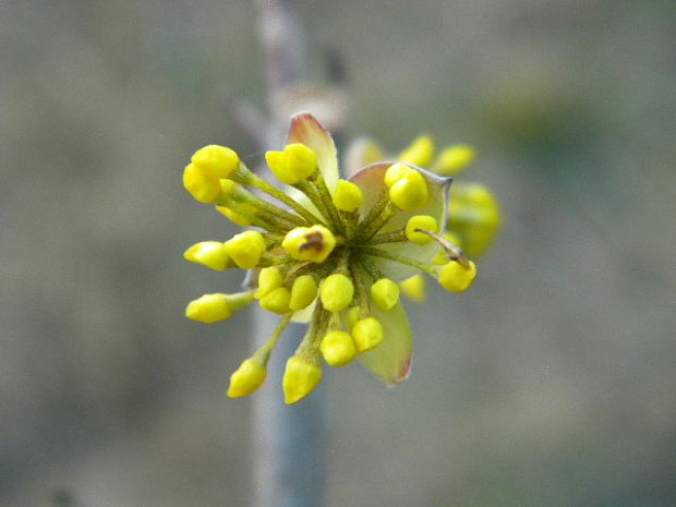 drieň obyčajný Cornus mas L.