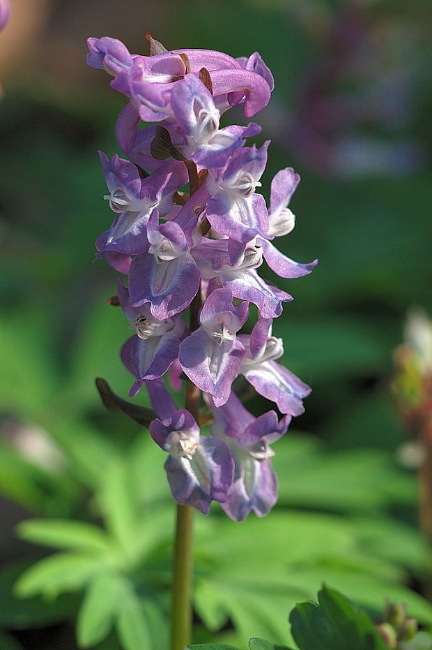 chochlačka dutá    Corydalis cava (L.) Schweigg. et Körte