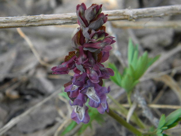 chochlačka plná Corydalis solida (L.) Clairv.