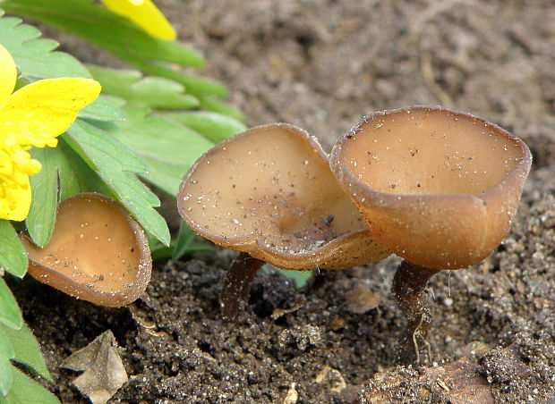 hľuznatka veternicová Dumontinia tuberosa (Bull.) L.M. Kohn