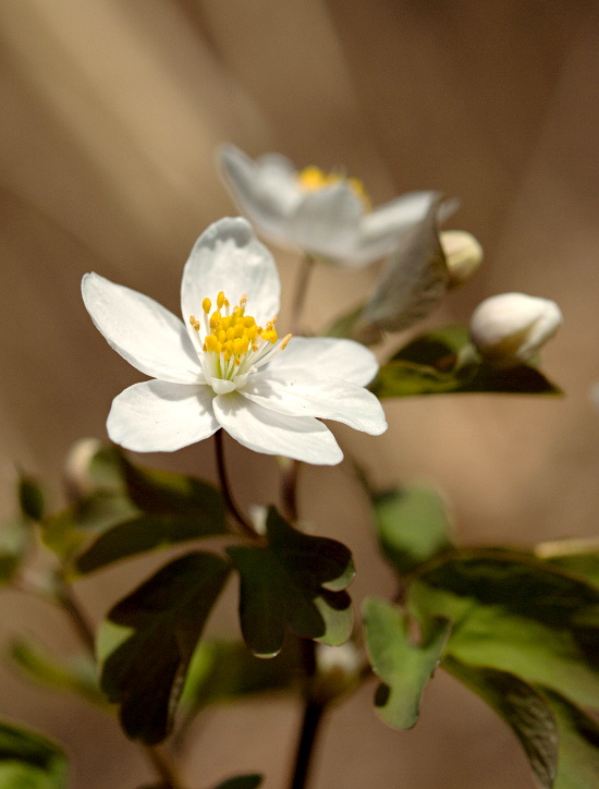 veterník žltuškovitý Isopyrum thalictroides L.