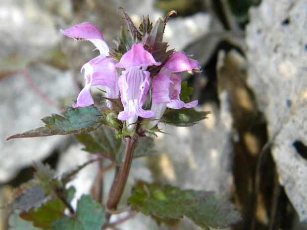 hluchavka škvrnitá Lamium maculatum L.