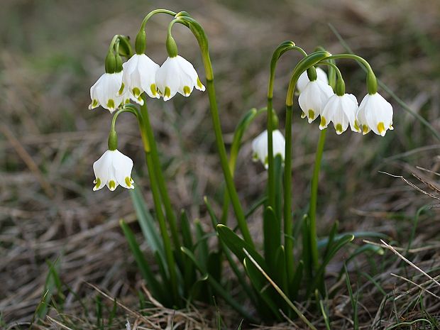 bleduľa jarná karpatská Leucojum vernum subsp. carpaticum (Spring) O. Schwarz