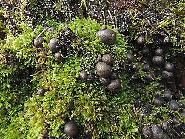 vlčinka červená Lycogala epidendrum (J.C. Buxb. ex L.) Fr.